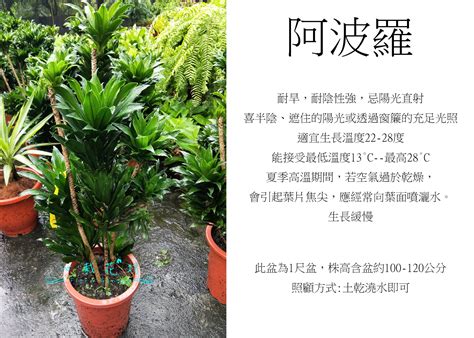 阿波羅植物風水|【阿波羅 植物】必看！阿波羅植物的養護全攻略，讓你輕鬆打造。